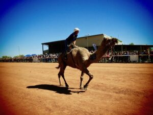 camel racing-damper