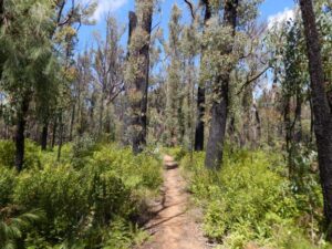 native-forests-bushfires