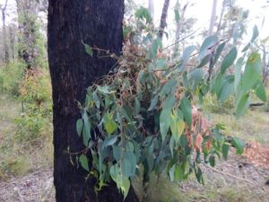 native-forests-bushfires