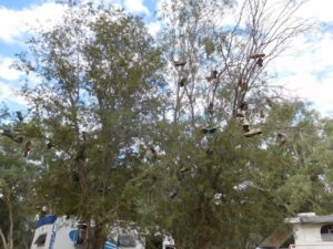 shoe-tossing-shoe-trees